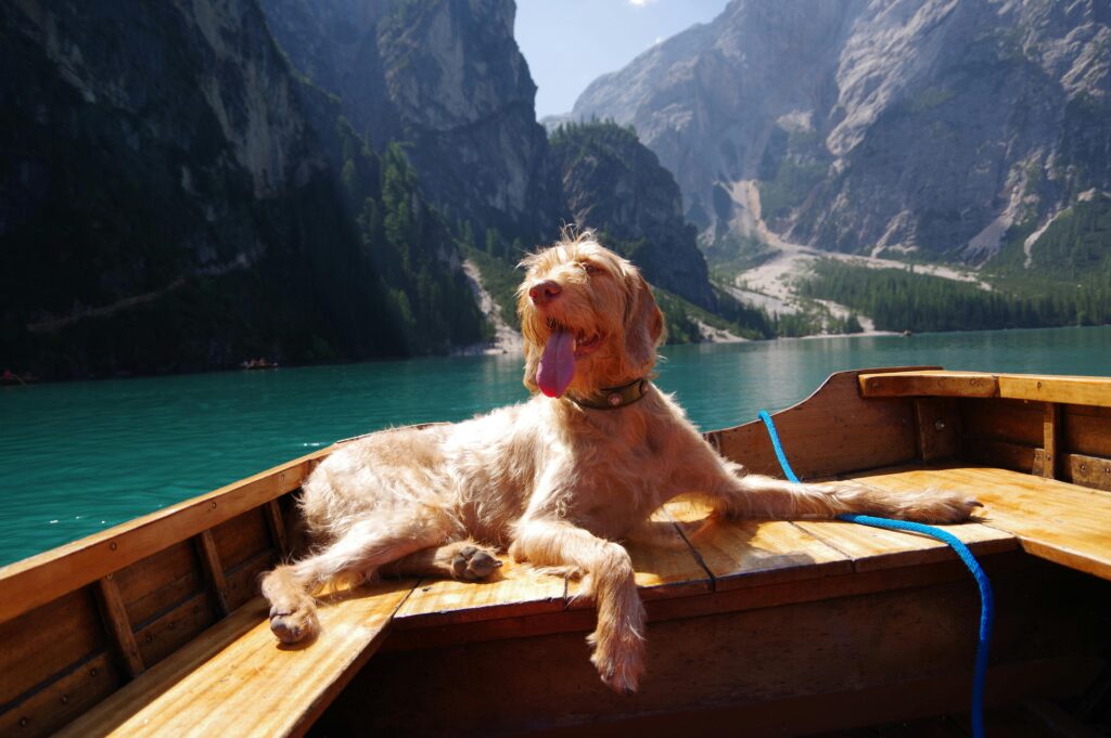 pas na ;amcu koji ima pasoš za psa