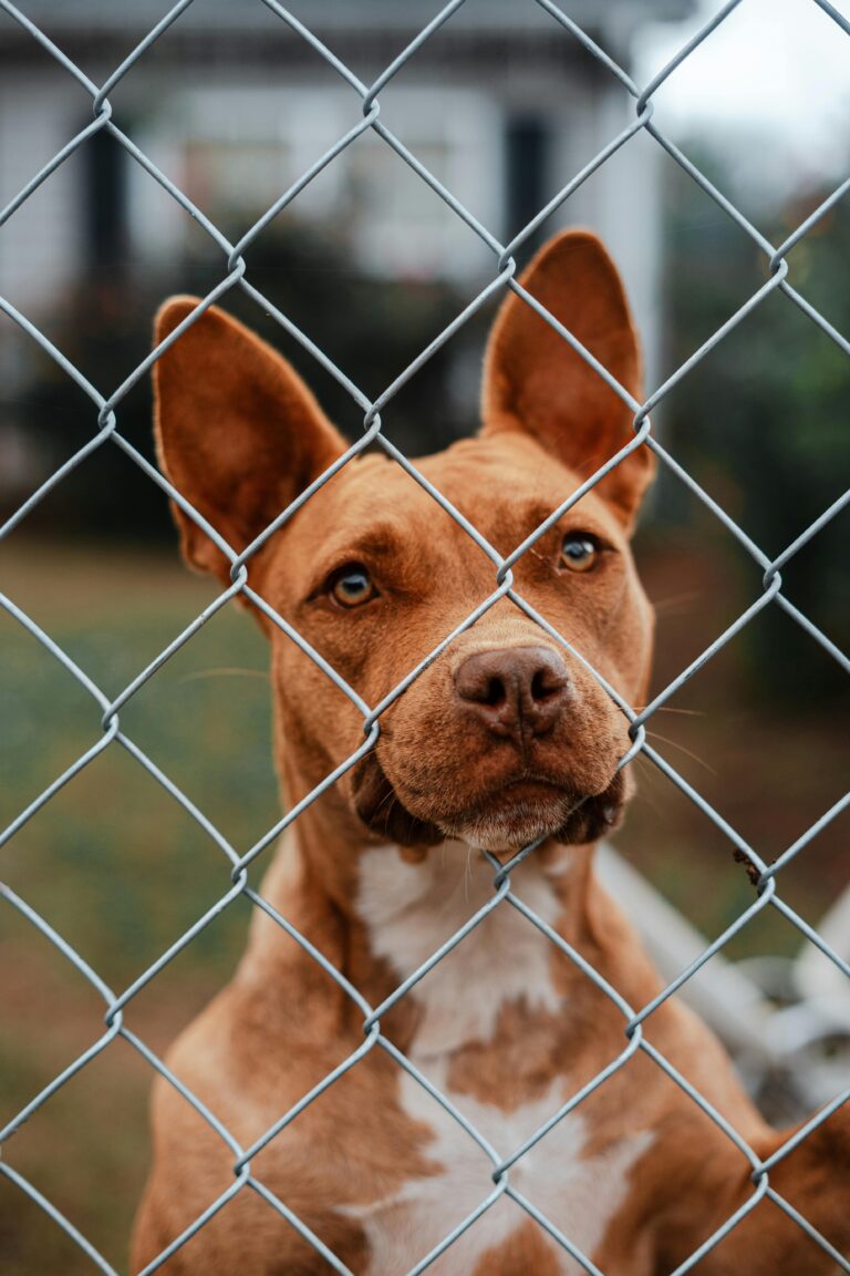 pas u mestu - pansioni za pse