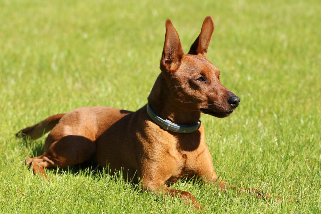 patuljasti pinc u travi u okviru poređenja patuljasti pinč vs maltezer