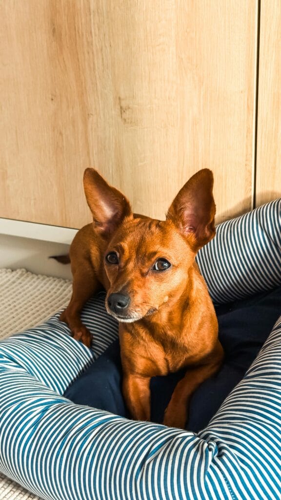 Pet friendly hotel room in Serbia