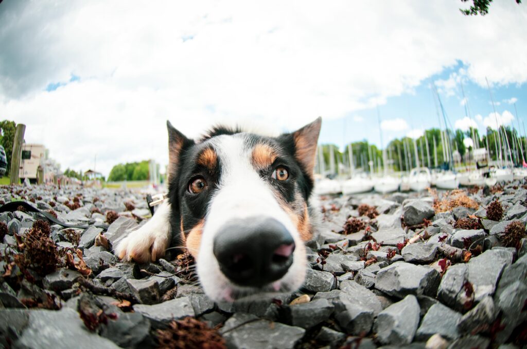 tuzni pogled ljubimca jer nema pasoš za psa