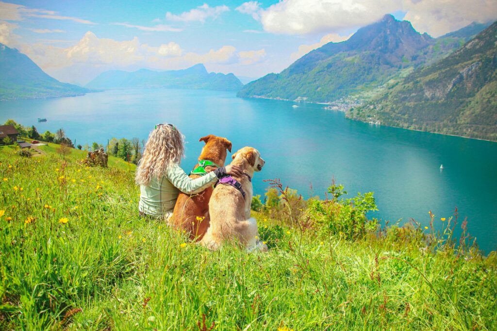 Pas na putovanju sa vlasnikom