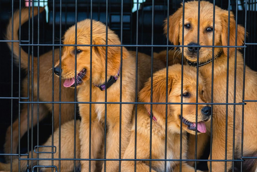 labradori u kavezu za pse