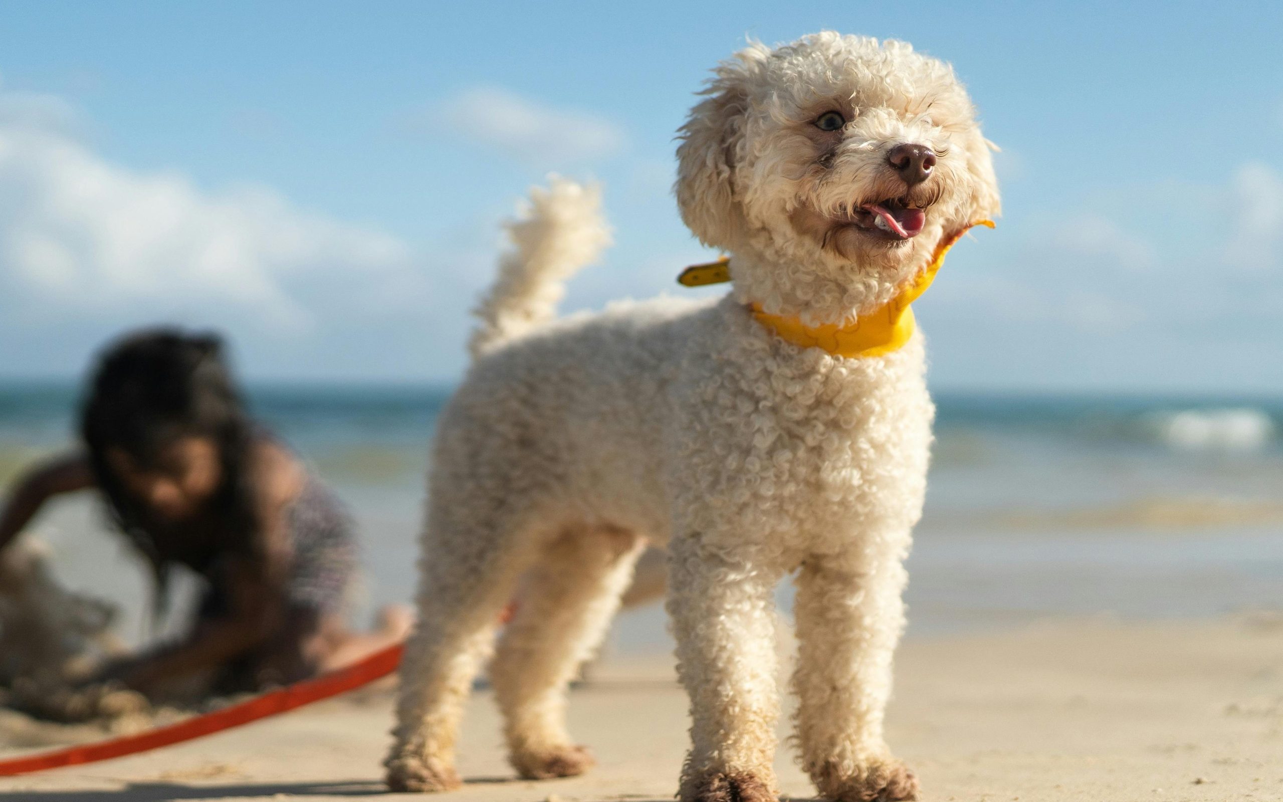 Pravila za pse na plažama u Grčkoj 2026 zakoni i kazne