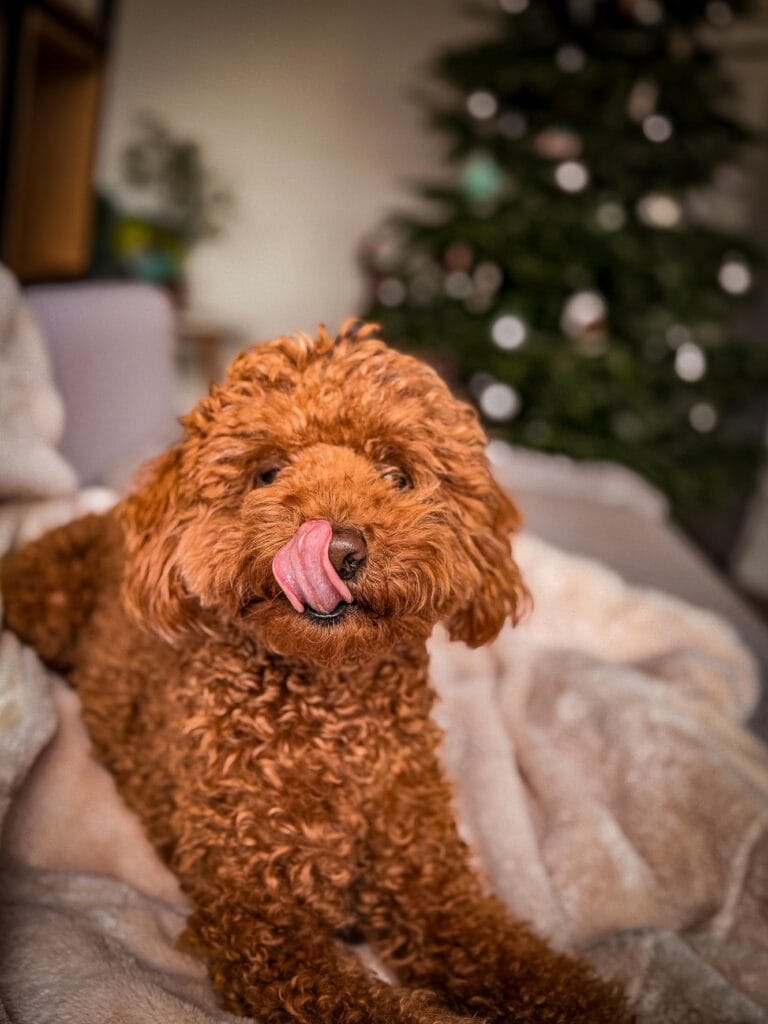 Pet friendly hotels in Serbia – traveling with a dog